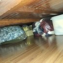 양주동물병원 이미지