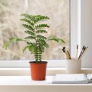 아침향기 이미지