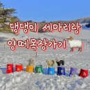 두평목장 | ❄️ 반려견과 떠난 평창 겨울여행 웨그빌리지 · 양떼목장 · 하늘목장 겨울 감성 풀코스 후기