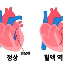 강아지 심장약, 정말 신장을 망가뜨릴까요? 심장 전문 수의사가 답변드립니다.