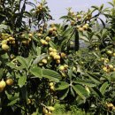 비파농장 이미지