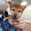 호야네애견샵 이미지