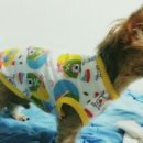 김쌤애견 이미지