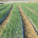 다마내기 이미지