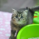 아이러브펫동물병원 이미지