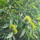 원주굽이길 2코스 700년노송길 이미지