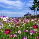 코스모스길 이미지