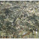 영랑생가 이미지