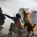 칠레 시위 중 경찰 물대포 맞은 유기견의 견생역전 이미지