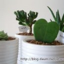 앤의정원 이미지