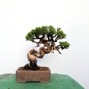 향나무로 이미지