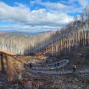 자작나무 조형물 이미지