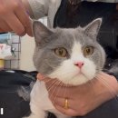 소중하냥 이미지