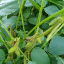 베틀농장 이미지