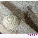 옥공예 명인 이미지