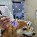 나루 동물병원 이미지