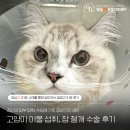 장 동물병원 | 고양이 이물 섭취, 장 절개 수술 후기, 잠실송파동물병원, 잠실ON동물의료센터