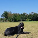 팍스도그트레이닝센터 이미지