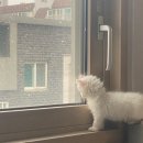 스윗두 이미지
