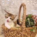 도그마루 강아지고양이 인천논현점 이미지