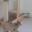 미미캣살롱&고양이호텔 이미지