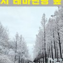 중앙로 메타세콰이아길 이미지