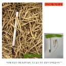다팜농약사 | ☆★1년근 새싹삼 묘삼, 산양삼 묘삼 판매합니다★☆ 할인 행사 진행중!!