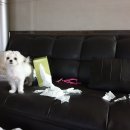 나나냥냥 이미지