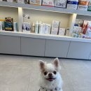 도곡동행동물병원 이미지