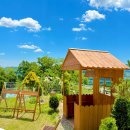 비행기나무 이미지