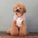 P031 이미지