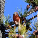 솔잣새(Red Crossbill) 이미지