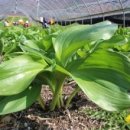 오미농장 이미지