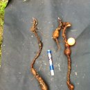 도마1리 이미지