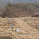 여주계분