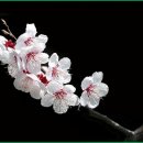 솔잎향기 이미지