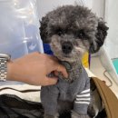 pet03거7111 | [🇻🇳나트랑 Day1] 첫날 이렇게 돌면 실패 없음! |담시장 쇼핑→시내→스파 코스