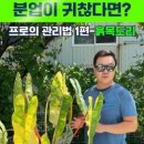 흙이보배다식물
