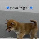 버디독 강아지분양 안심분양센터 김포점 이미지