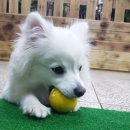 두리디엠 (미즈미스터펫) 이미지