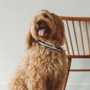 강아지 사랑 이미지