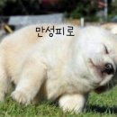 백구오토바이