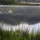 함안 대송리 늪지식물 이미지