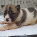 서울대동물종합병원 이미지