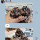 앵두 발바닥
