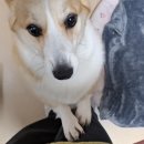 이미지덴탈 | [제품리뷰] 굿포펫 이즈바이트 버블 덴탈껌 후기 (강아지치석제거/덴탈껌/강아지개껌)