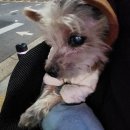 영창 | 남대문 영창상가 강아지옷 파는곳 구매후기 2탄