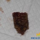 일산동물의료센터 이미지