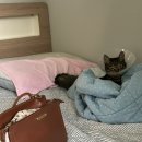 탕화쿵푸 외대점 | 타타 육묘일기