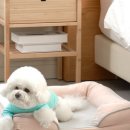 대구펫 강아지분양 고양이분양 이미지